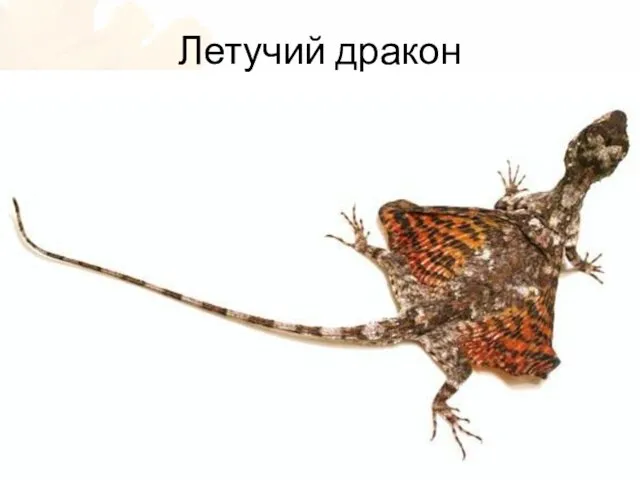 Летучий дракон