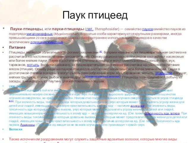 Паук птицеед Пауки-птицееды, или пауки-птицеяды (лат. Theraphosidae) — семейство пауковсемейство