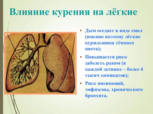 Влияние курения на лёгкие Дым оседает в виде смол (именно