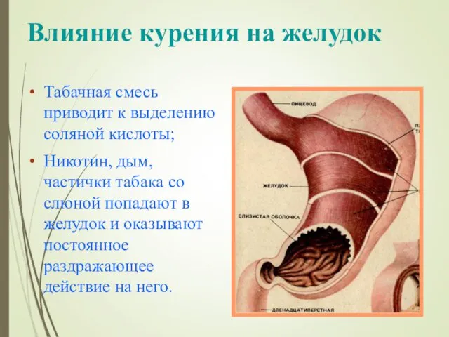 Влияние курения на желудок Табачная смесь приводит к выделению соляной