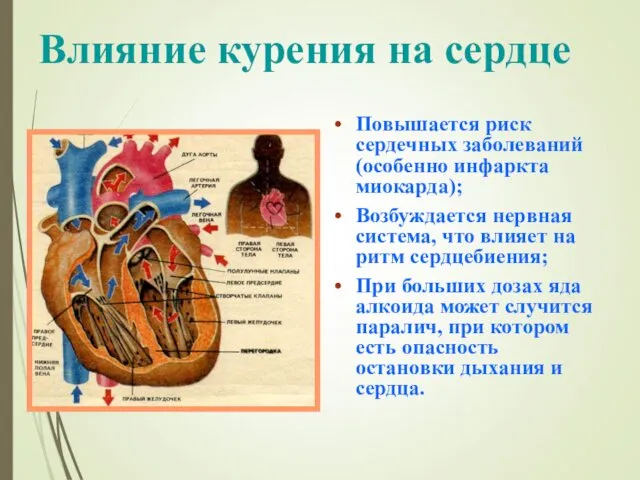 Влияние курения на сердце Повышается риск сердечных заболеваний (особенно инфаркта