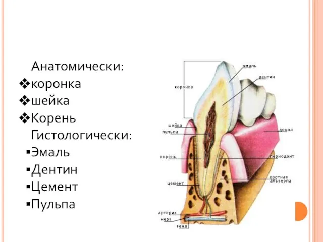 Строение зуба Анатомически: коронка шейка Корень Гистологически: Эмаль Дентин Цемент Пульпа