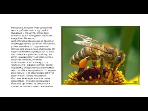 Например, колония пчел состоит из матки, рабочих пчел и трутней. У муравьев и