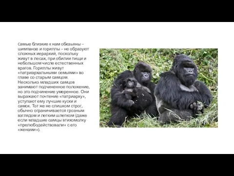 Cамые близкие к нам обезьяны – шимпанзе и гориллы – не образуют сложных