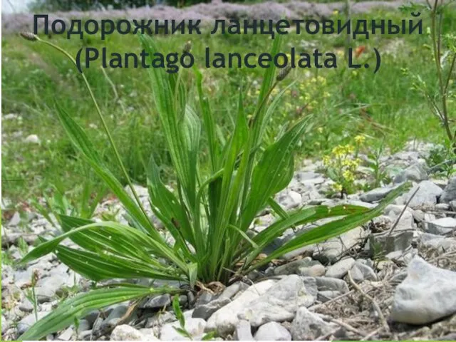 Подорожник ланцетовидный (Plantago lanceolata L.)