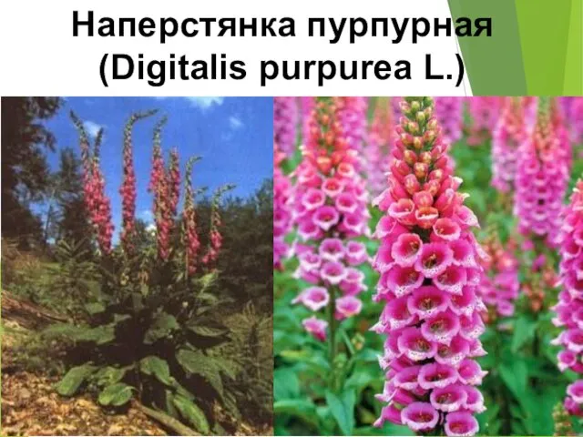 Наперстянка пурпурная (Digitalis purpurea L.)