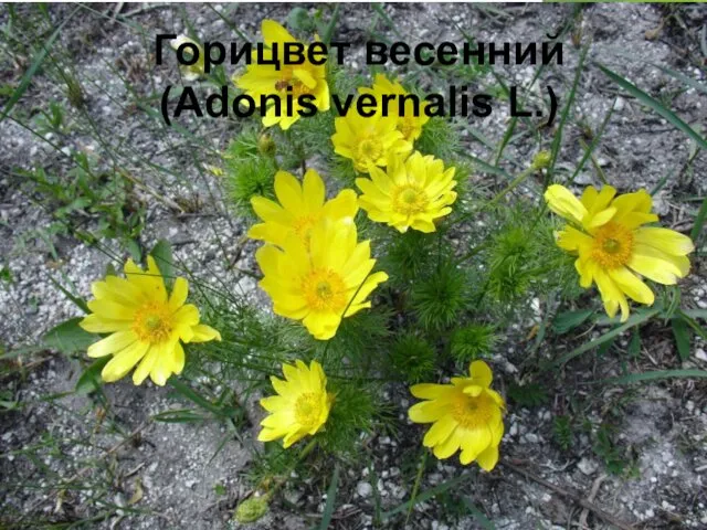 Горицвет весенний (Adonis vernalis L.)