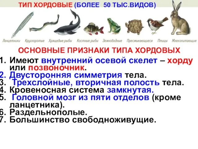 Имеют внутренний осевой скелет – хорду или позвоночник. Двусторонняя симметрия