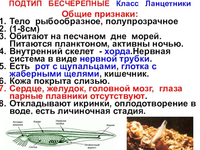 ПОДТИП БЕСЧЕРЕПНЫЕ Класс Ланцетники Общие признаки: Тело рыбообразное, полупрозрачное (1-8см)