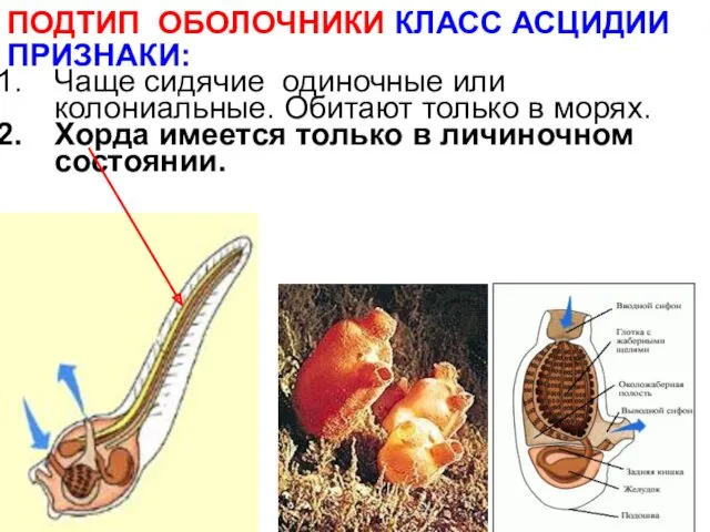 ПРИЗНАКИ: Чаще сидячие одиночные или колониальные. Обитают только в морях.