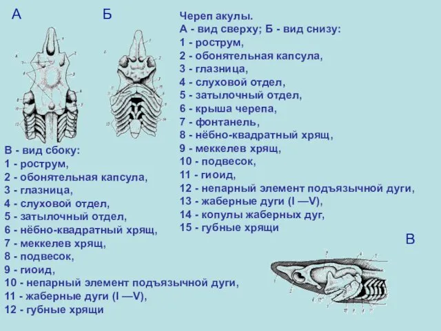 В - вид сбоку: 1 - рострум, 2 - обонятельная