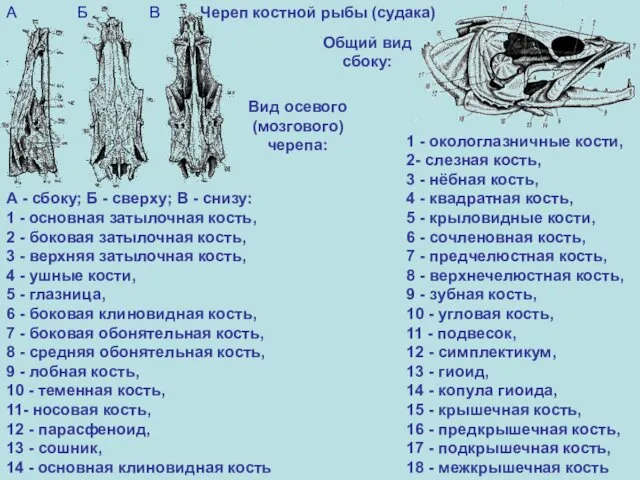 1 - окологлазничные кости, 2- слезная кость, 3 - нёбная