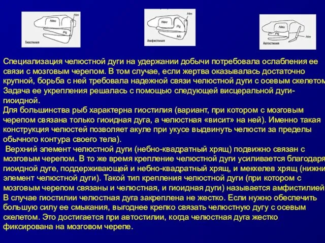 Специализация челюстной дуги на удержании добычи потребовала ослабления ее связи