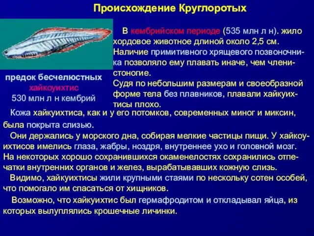 предок бесчелюстных хайкоуихтис 530 млн л н кембрий В кембрийском