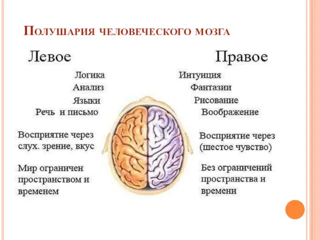 Полушария человеческого мозга