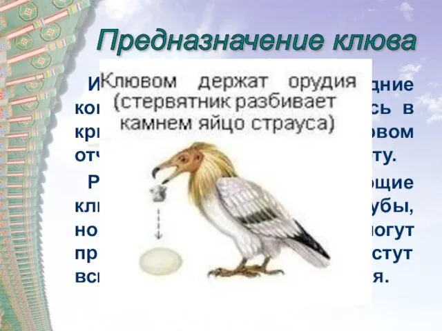 Предназначение клюва Из-за того, что передние конечности птиц превратились в крылья, шея и