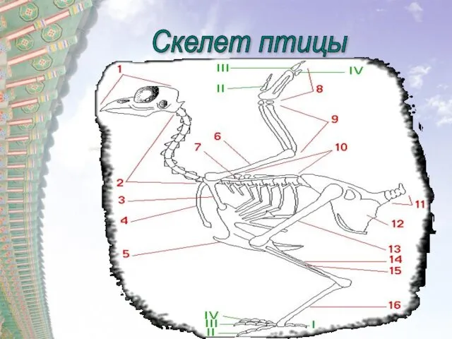 Скелет птицы