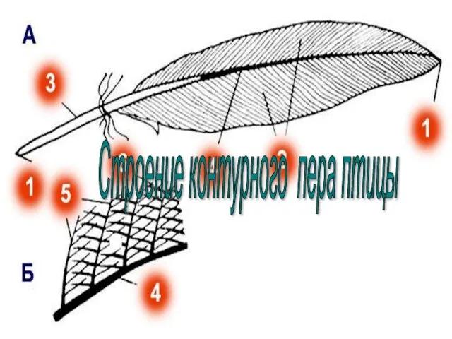 Строение контурного пера птицы