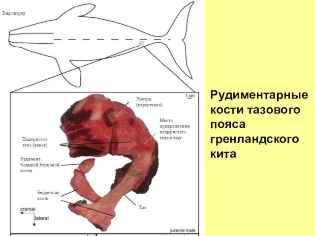 Рудиментарные кости тазового пояса гренландского кита
