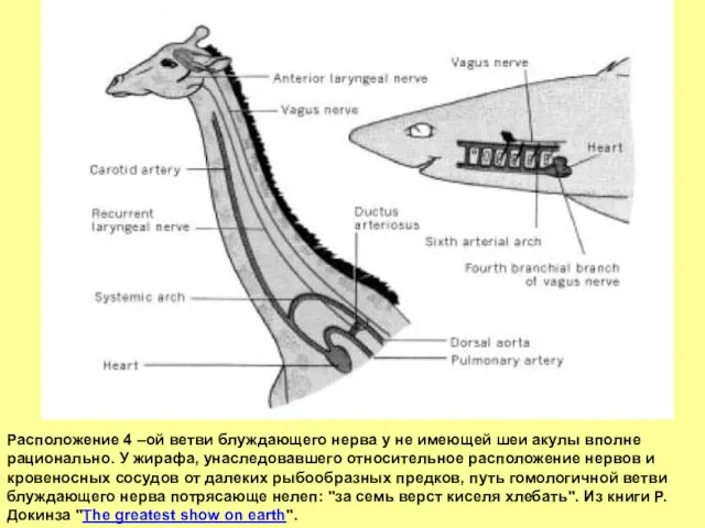 Расположение 4 –ой ветви блуждающего нерва у не имеющей шеи акулы вполне рационально.