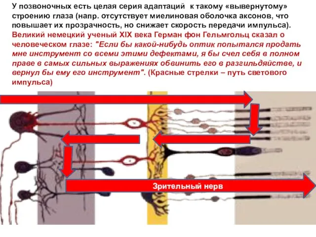 У позвоночных есть целая серия адаптаций к такому «вывернутому» строению