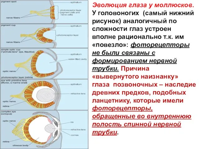 Эволюция глаза у моллюсков. У головоногих (самый нижний рисунок) аналогичный по сложности глаз