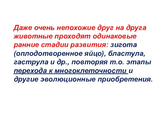 Даже очень непохожие друг на друга животные проходят одинаковые ранние стадии развития: зигота