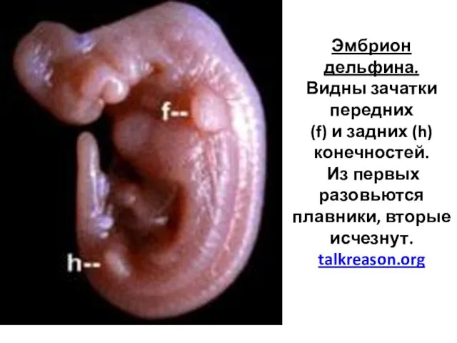 Эмбрион дельфина. Видны зачатки передних (f) и задних (h) конечностей.