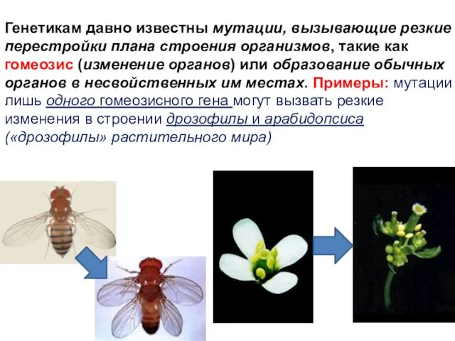 Генетикам давно известны мутации, вызывающие резкие перестройки плана строения организмов,