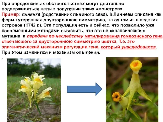 При определенных обстоятельствах могут длительно поддерживаться целые популяции таких «монстров».