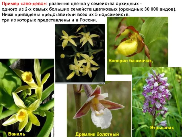 Пример «эво-дево»: развитие цветка у семейства орхидных - одного из
