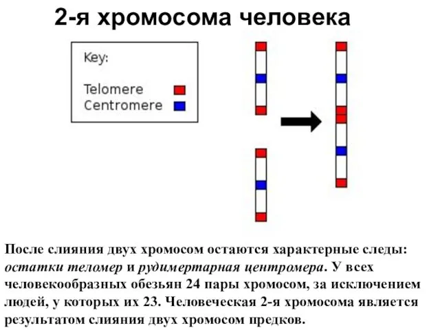 2-я хромосома человека После слияния двух хромосом остаются характерные следы: остатки теломер и