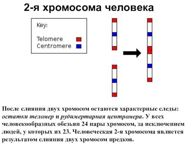 2-я хромосома человека После слияния двух хромосом остаются характерные следы: