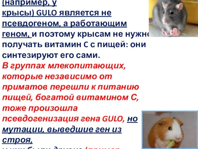 У других млекопитающих (например, у крысы) GULO является не псевдогеном, а работающим геном,