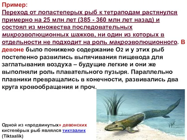 Пример: Переход от лопастеперых рыб к тетраподам растянулся примерно на 25 млн лет