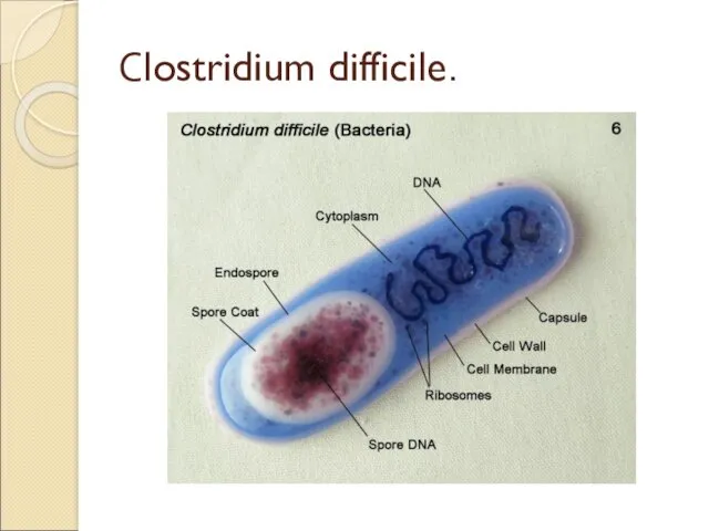 Сlostridium difficile.