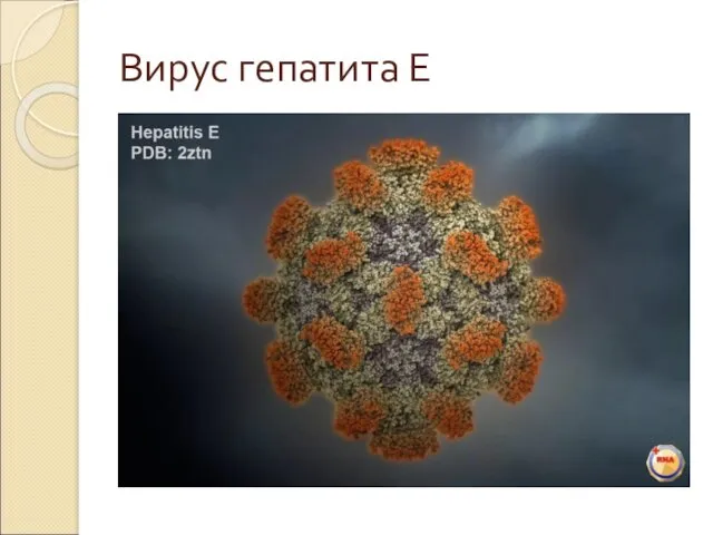 Вирус гепатита Е