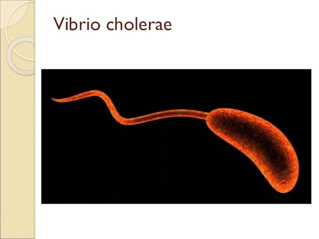 Vibrio cholerae