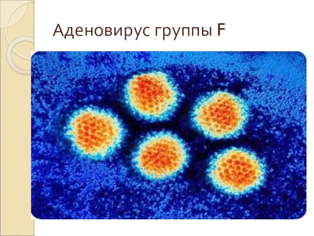 Аденовирус группы F