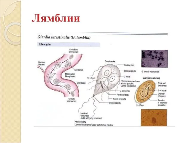 Лямблии