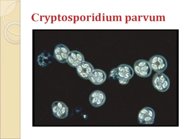 Сryptosporidium parvum