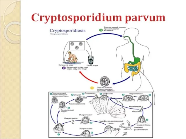 Сryptosporidium parvum