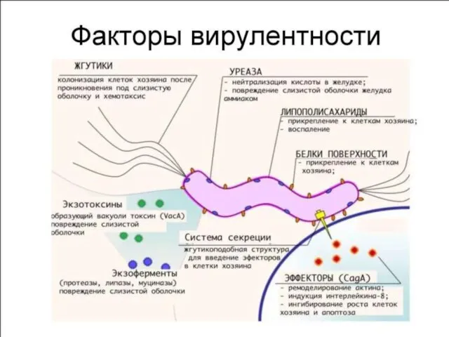 Факторы патогенности Helicobacter pylori