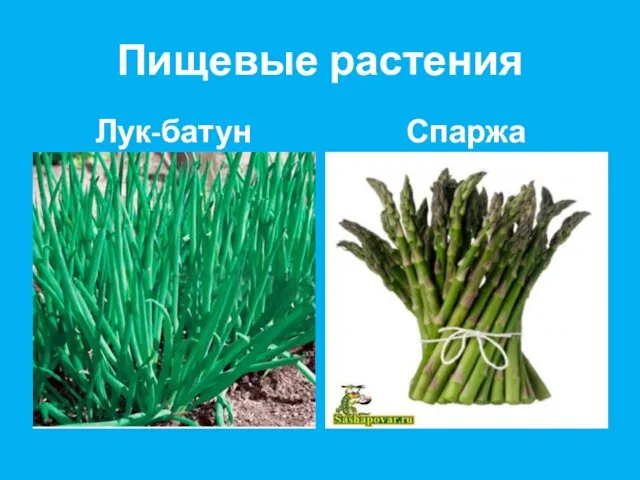 Пищевые растения Лук-батун Спаржа