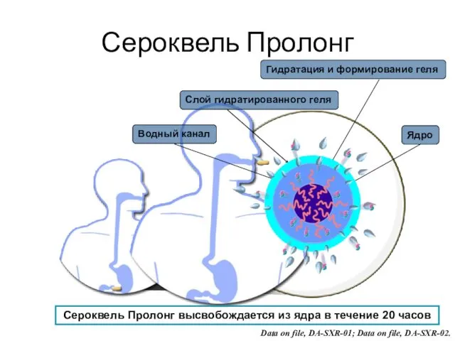 Data on file, DA-SXR-01; Data on file, DA-SXR-02. Сероквель Пролонг