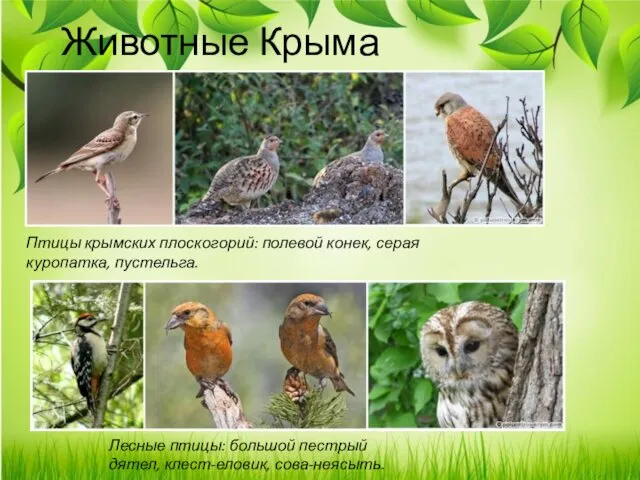 Животные Крыма Птицы крымских плоскогорий: полевой конек, серая куропатка, пустельга.