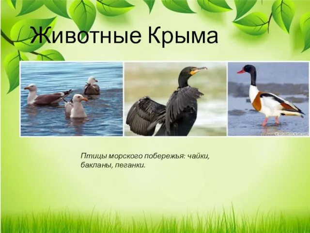 Животные Крыма Птицы морского побережья: чайки, бакланы, пеганки.