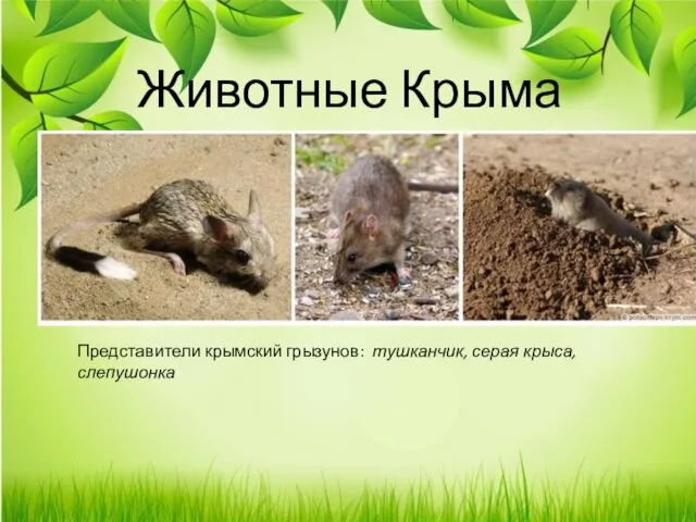 Животные Крыма Представители крымский грызунов: тушканчик, серая крыса, слепушонка