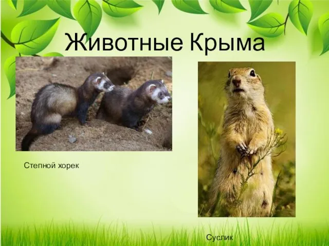 Животные Крыма Степной хорек Суслик