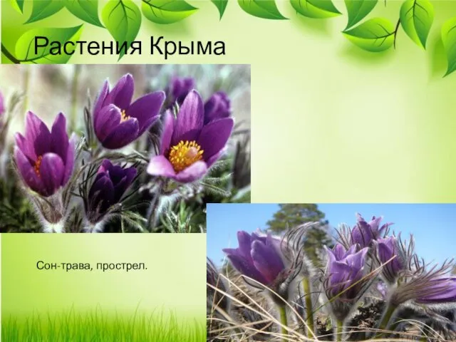 Растения Крыма Сон-трава, прострел.
